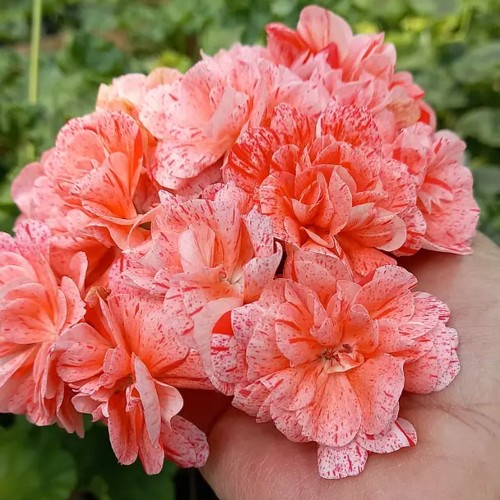 Pelargonium 'LiA Barselona' - Pelargoon 'LiA Barselona' P9/0,55L 